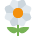 🌼