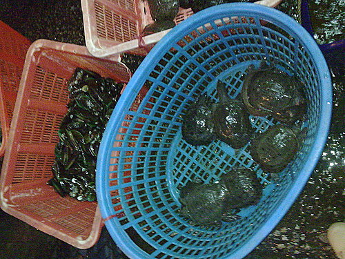 放靈鳖得長生