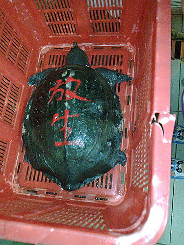 放靈鳖得長生