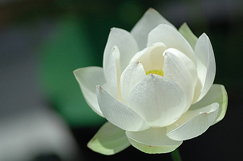 白蓮花心法 白蓮花心法