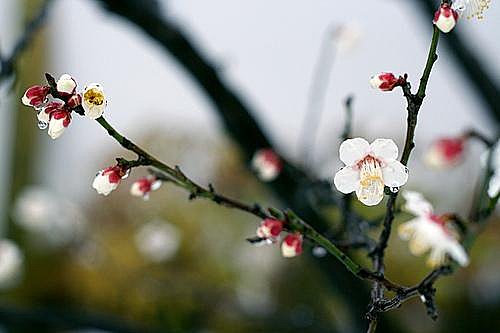 梅花詩