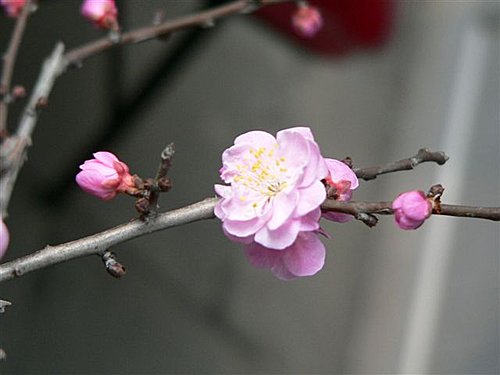 踏雪詞