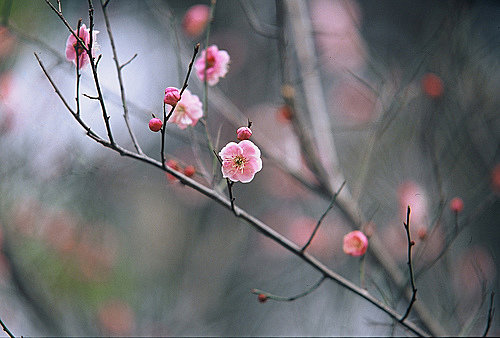 梅花詞