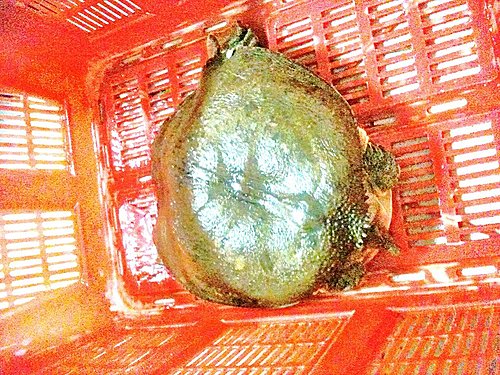 齊點放生燈