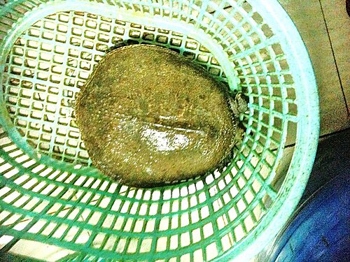 齊點放生燈