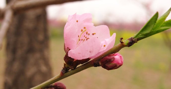 《良缘》兩首