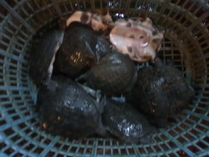 回天策