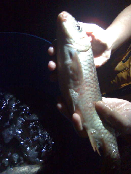 母魚愛子女