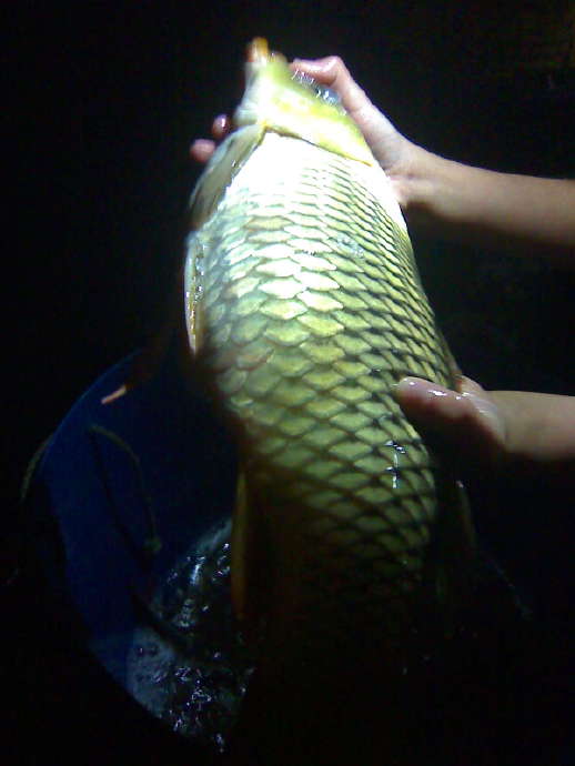 母魚愛子女