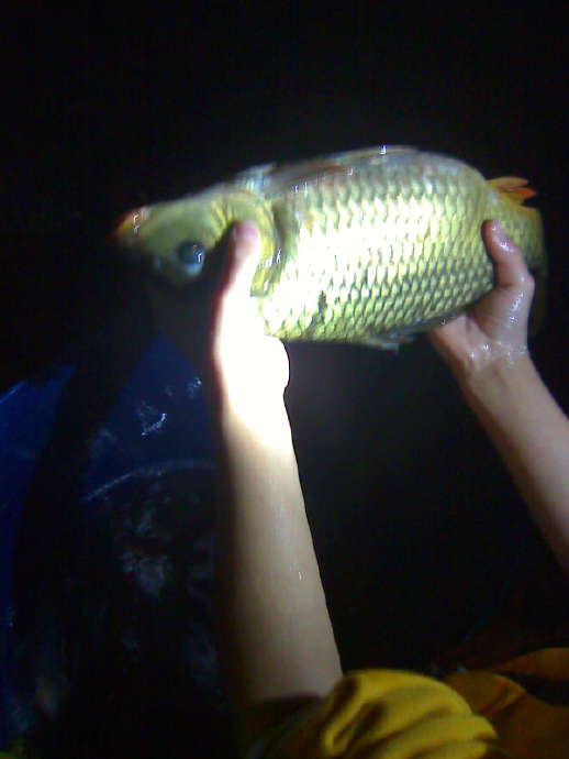 母魚愛子女