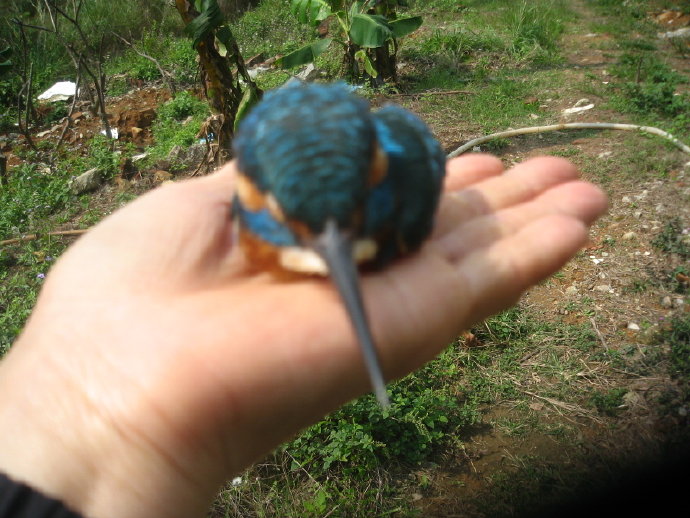團年團蓮