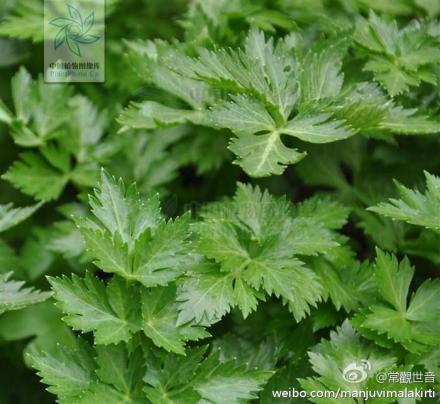香芹