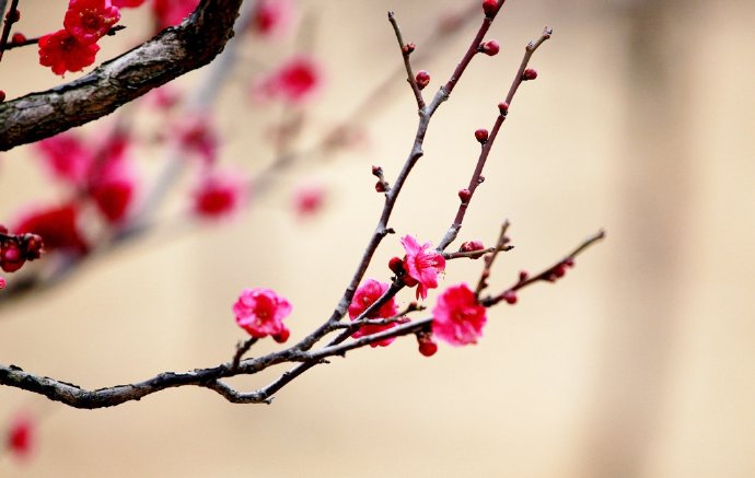 梅意