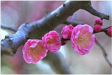 大菩提心法