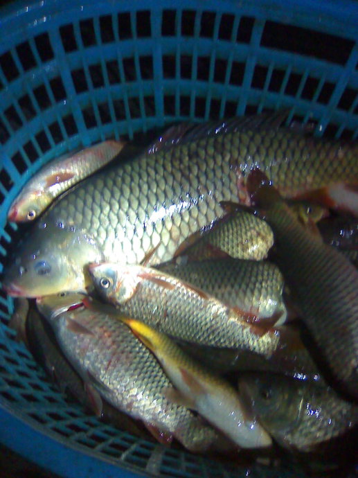 魚母愛子女