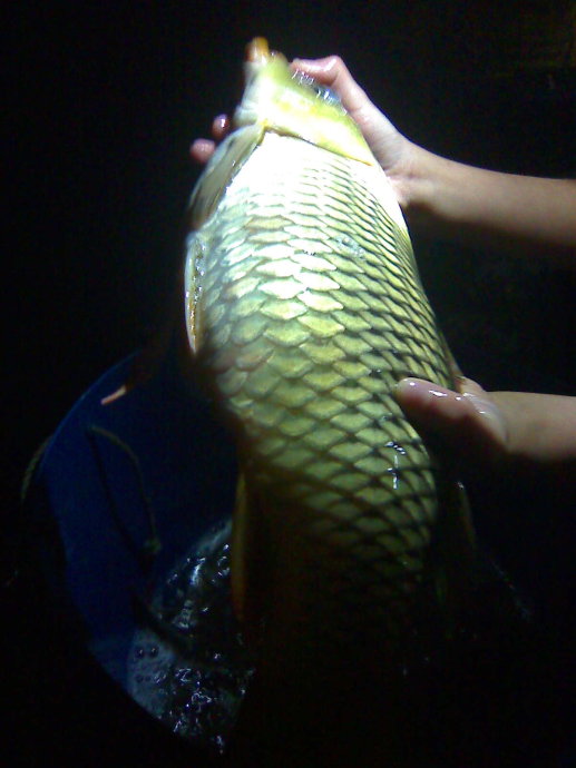 魚母愛子女
